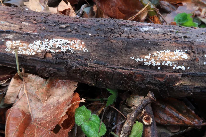 Calycina vulgaris 1 - IMG_6694